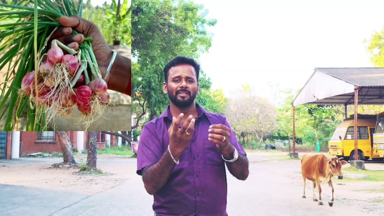 சின்ன வெங்காயம் தாள் விரைப்பாக வளர என்ன செய்ய வேண்டும்