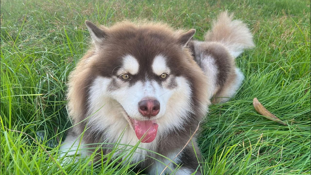 Love husky day 🐶🥰💋🤍🤪#roman520 #huskyfun #huskylife #cutedog #chubbyhusky 