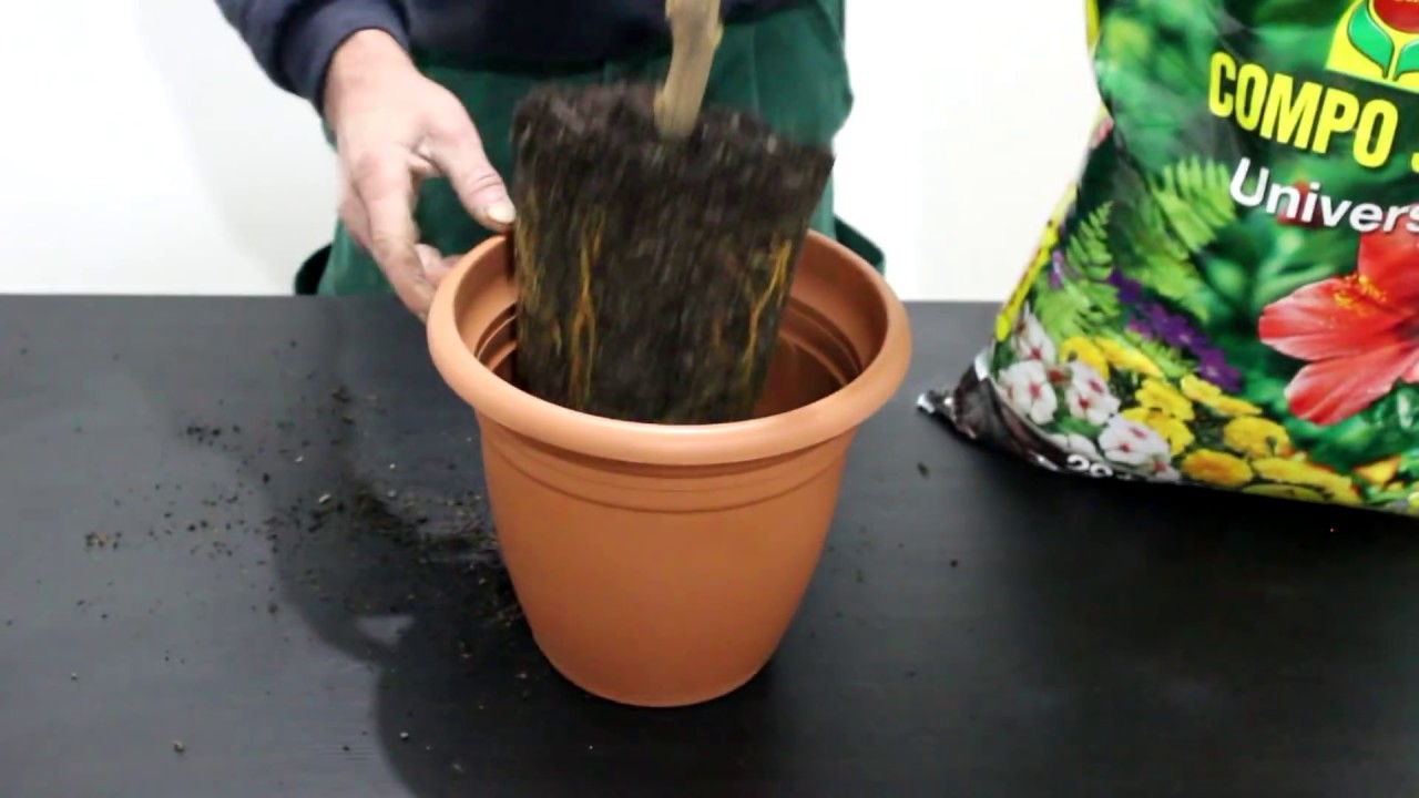 retirada de acodo aereo en naranjo   retreat of orange layer