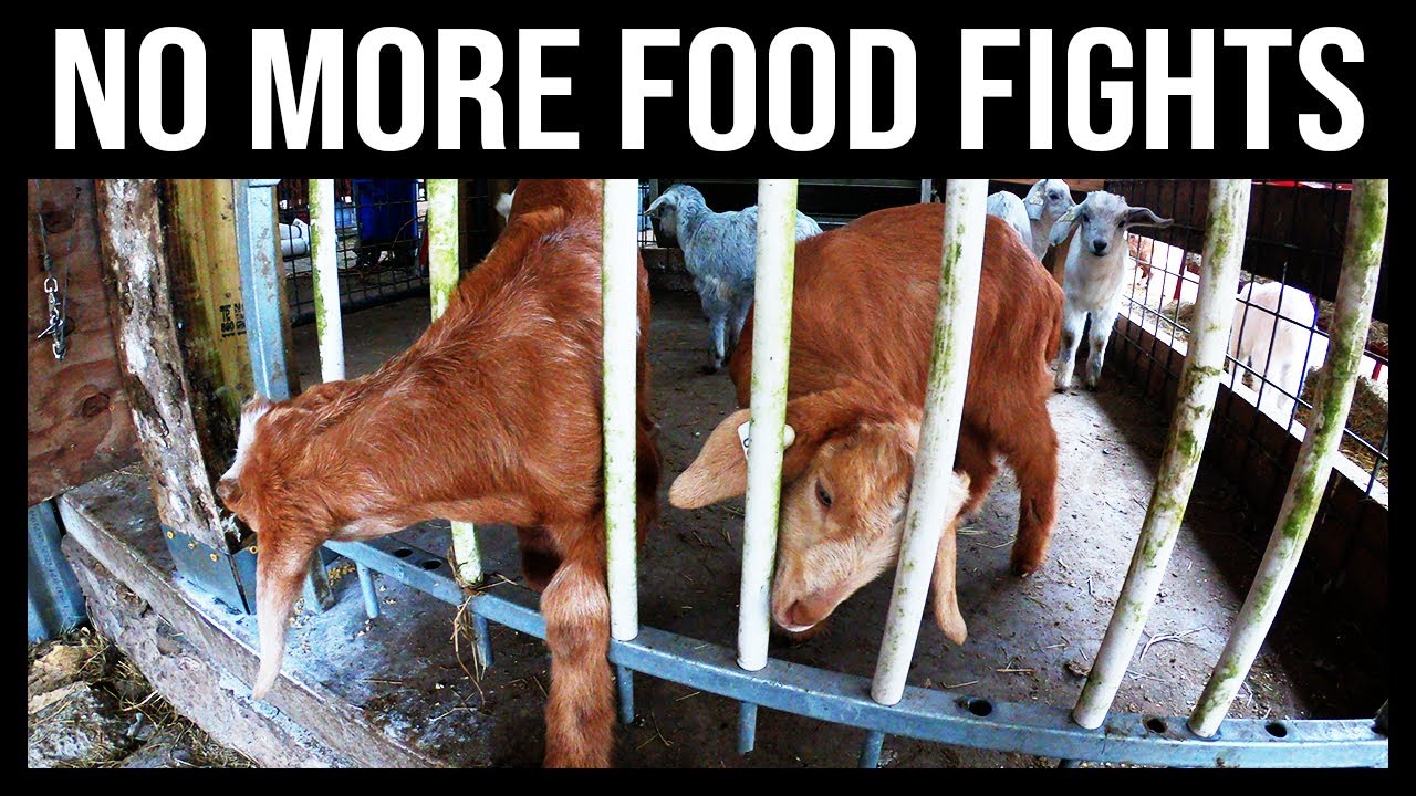 BEST WAY TO FEED YOUR BABY GOATS | Adding a Creep Feeder