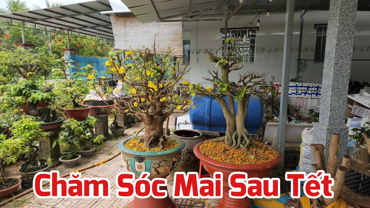 Mùng 9 Tết - Cắt Tỉa - Thâu Cành Mai Sau Khi Chơi Tết
