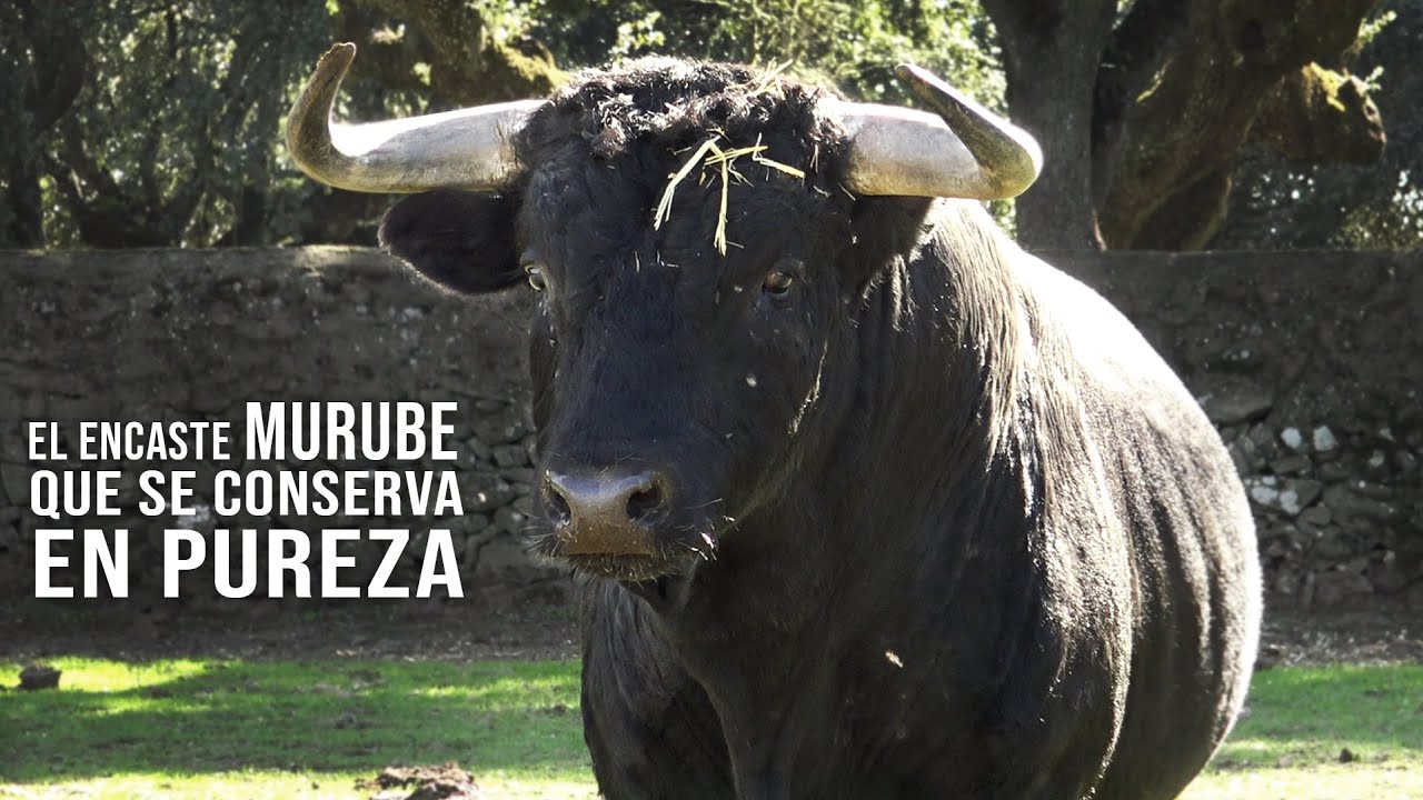 Toro Bravo de puro encaste Murube Ganaderia de toros bravos El Canario 2021