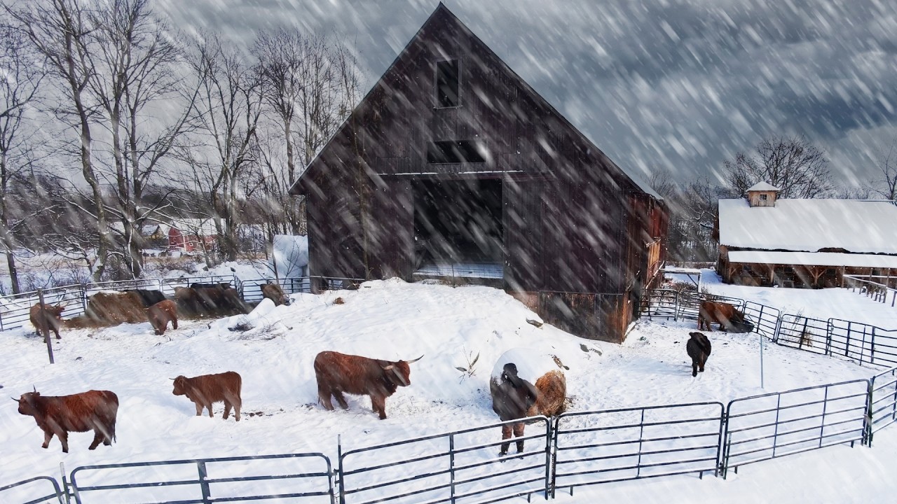 Snow Day on the Farm: Winter Routine and Animal Care