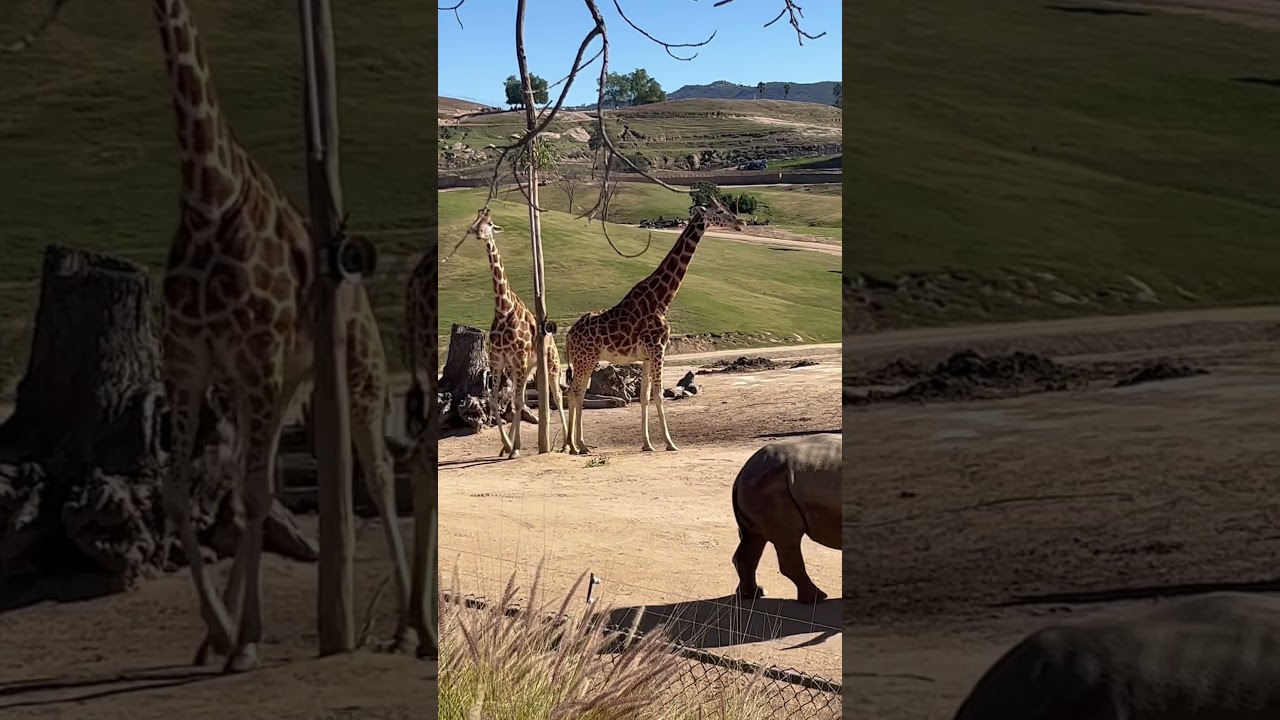 If you visit San Diego you should totally visit the Safari Park. 
