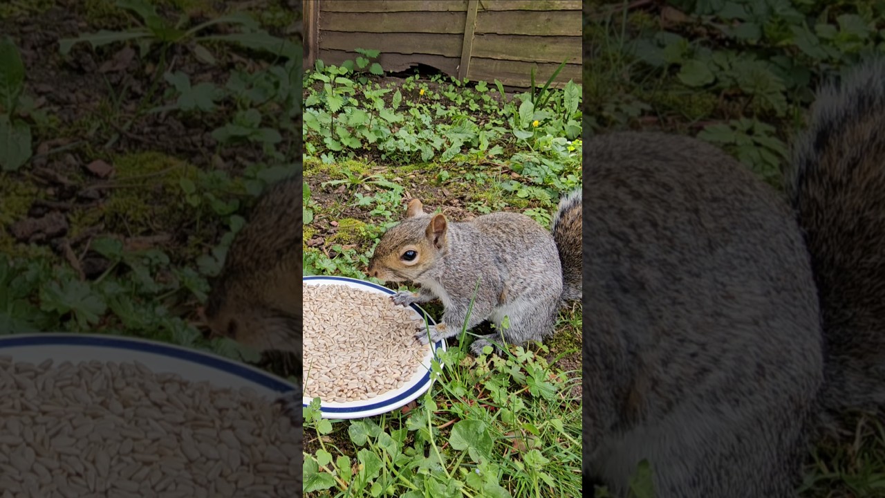 A Squirrel Eats Sunflower Seeds!