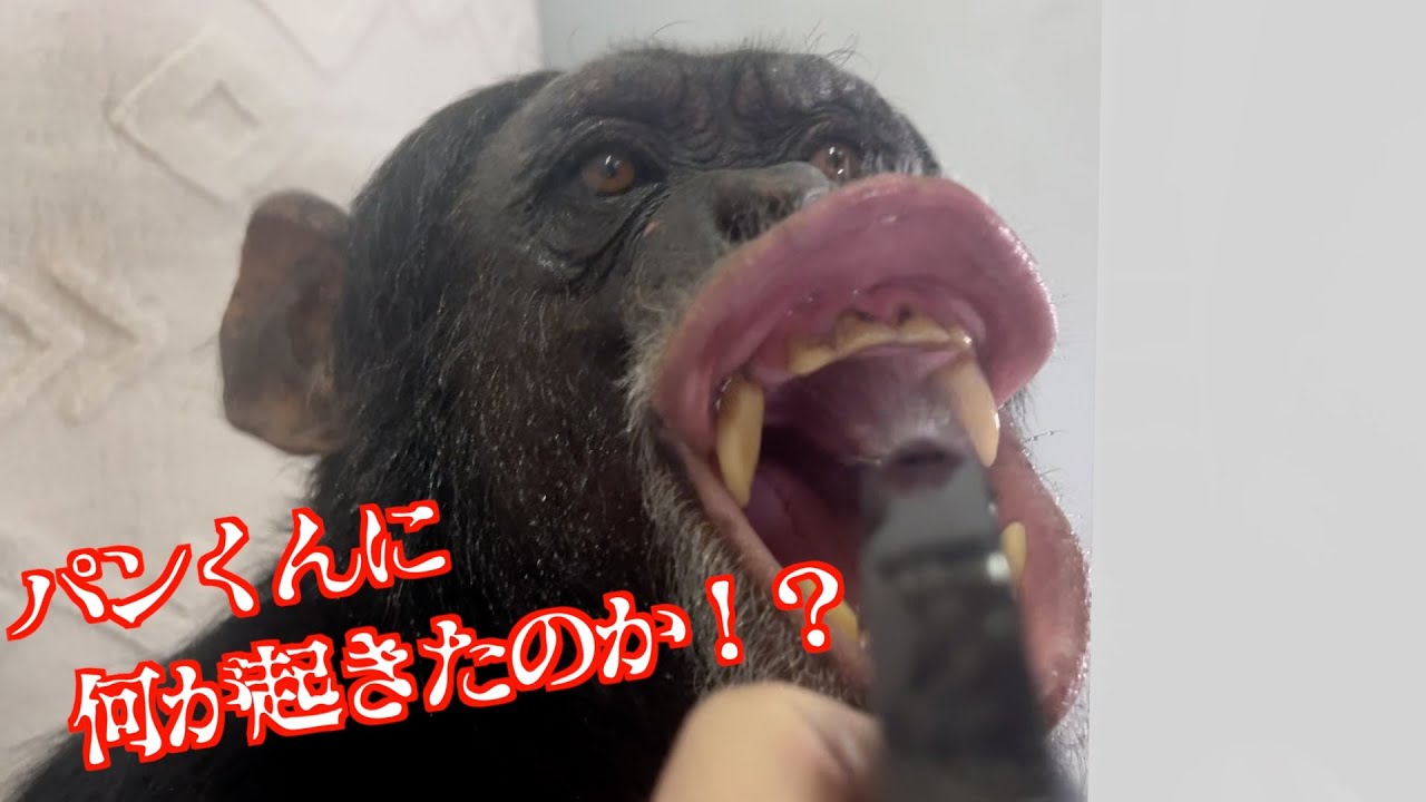 「天才！チンパンジーパンくん」に一体何が起きたのか⁉️顔が凄いことに！Chimpanzee Pan likes to play with spray bottles.