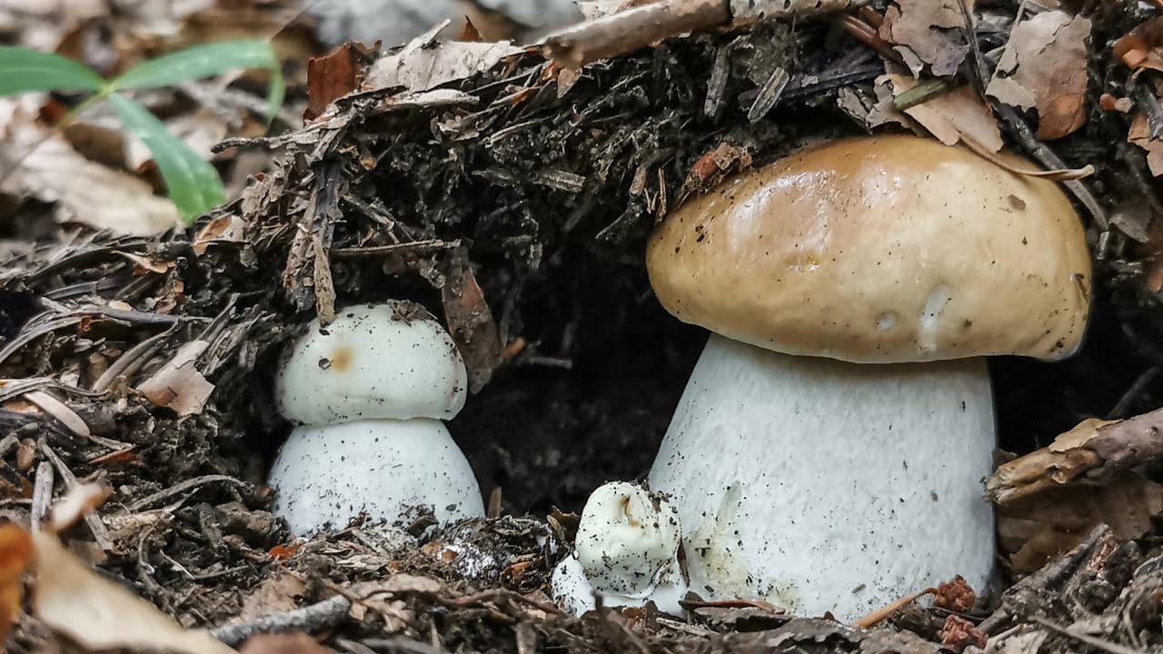 Porcini | Segnali di un'imminente nascita...