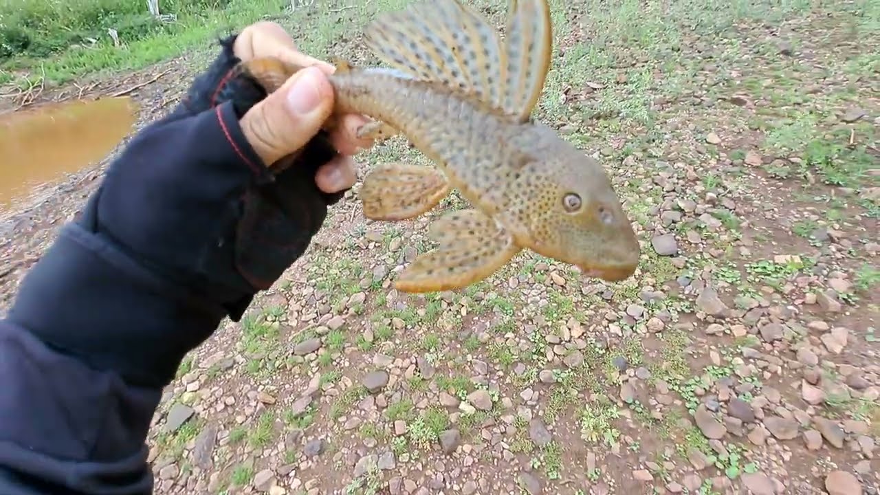 NIGUEM IMAGINAVA O QUE TINHA NESSE POÇO ATE A GENTE JOGAR A REDE