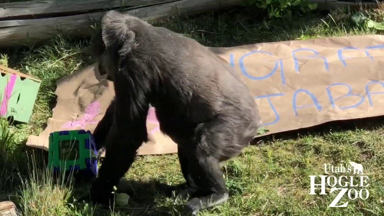 Jabali's Baby Shower - Baby Gorilla Series at Hogle Zoo