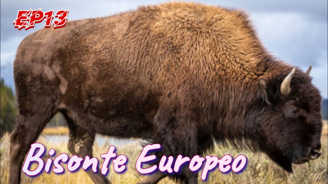 Il bisonte Europeo il gigante d'Europa! Pillole di zoologia Ep13