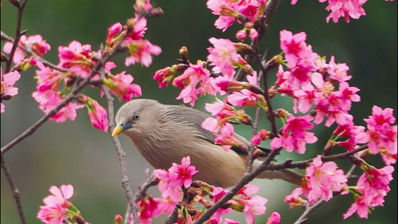 1150226 The chestnut-tailed starling loves cherry blossom at Nangong park.