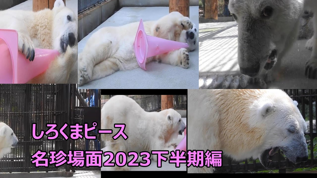 【生きる伝説】しろくまピース名珍場面2023下半期編♪とべ動物園にて