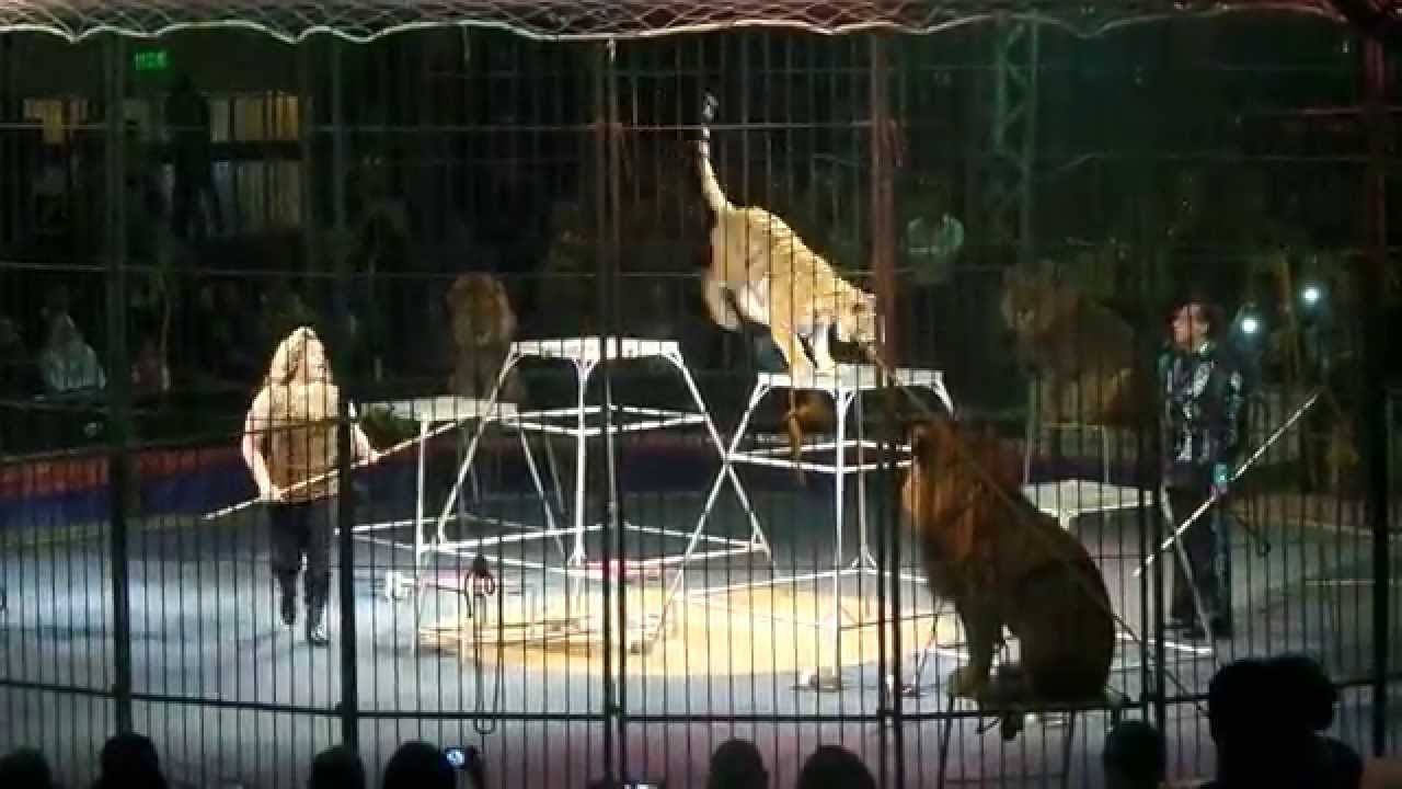 شاهد الاسد ماذا فعل مع المدربه مش حتصدق فى السرك المصرى