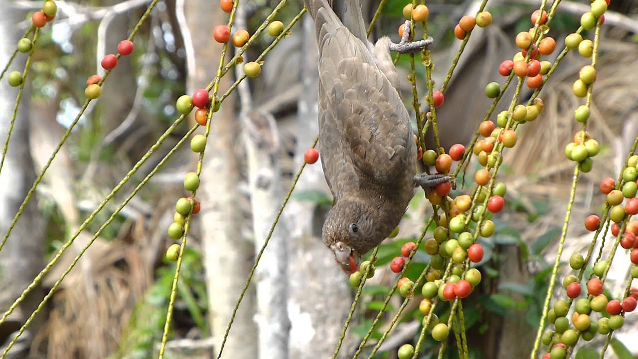 Black Parrot feeding in the Vallee de Mai