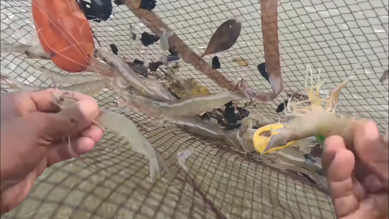 Sa ganitong paraan namin hinuhuli ang hipon kapag Malabo ang dagat