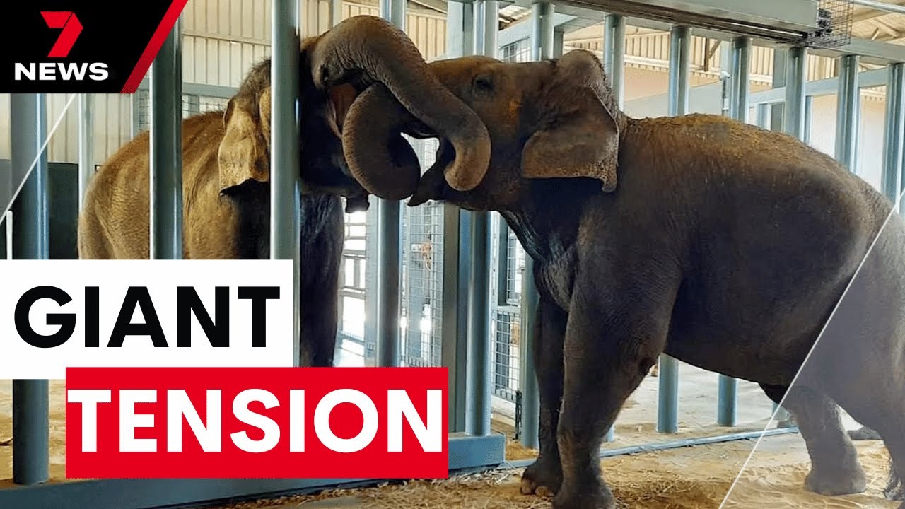 Real reason why Monarto Safari Park's Asian elephants are struggling to bond | 7NEWS