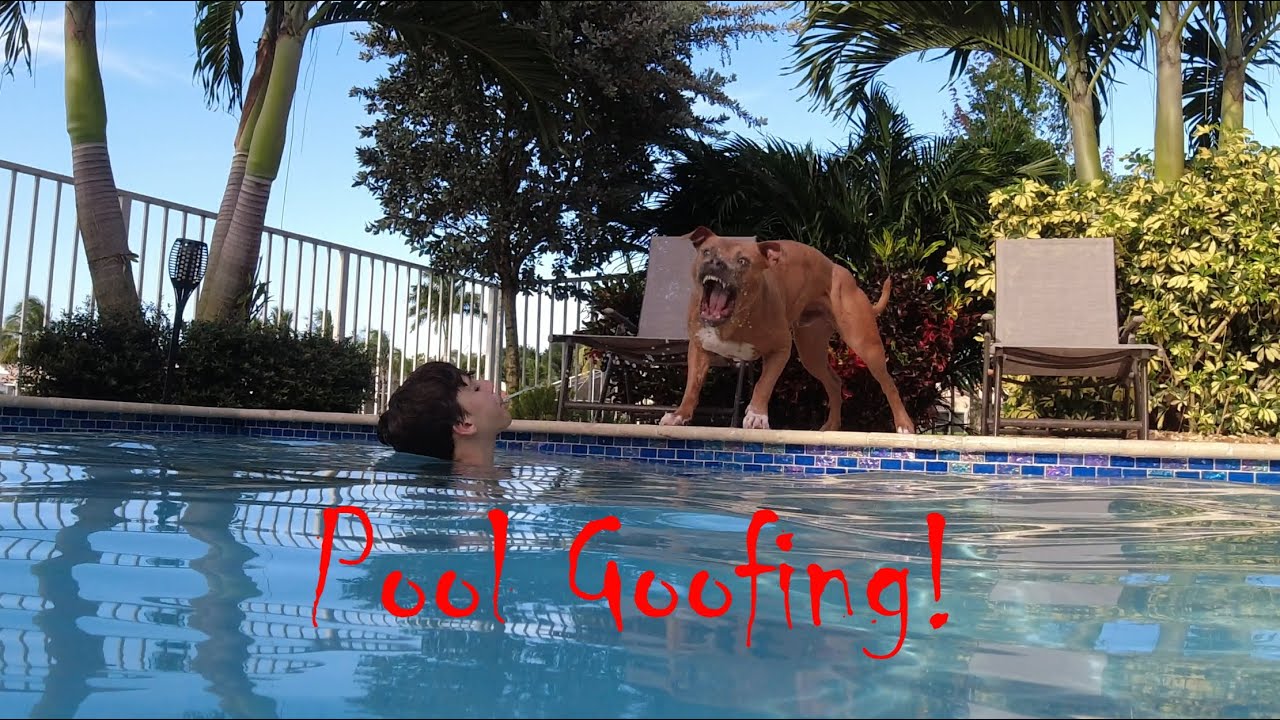 Pool Games: Just Horsing Around