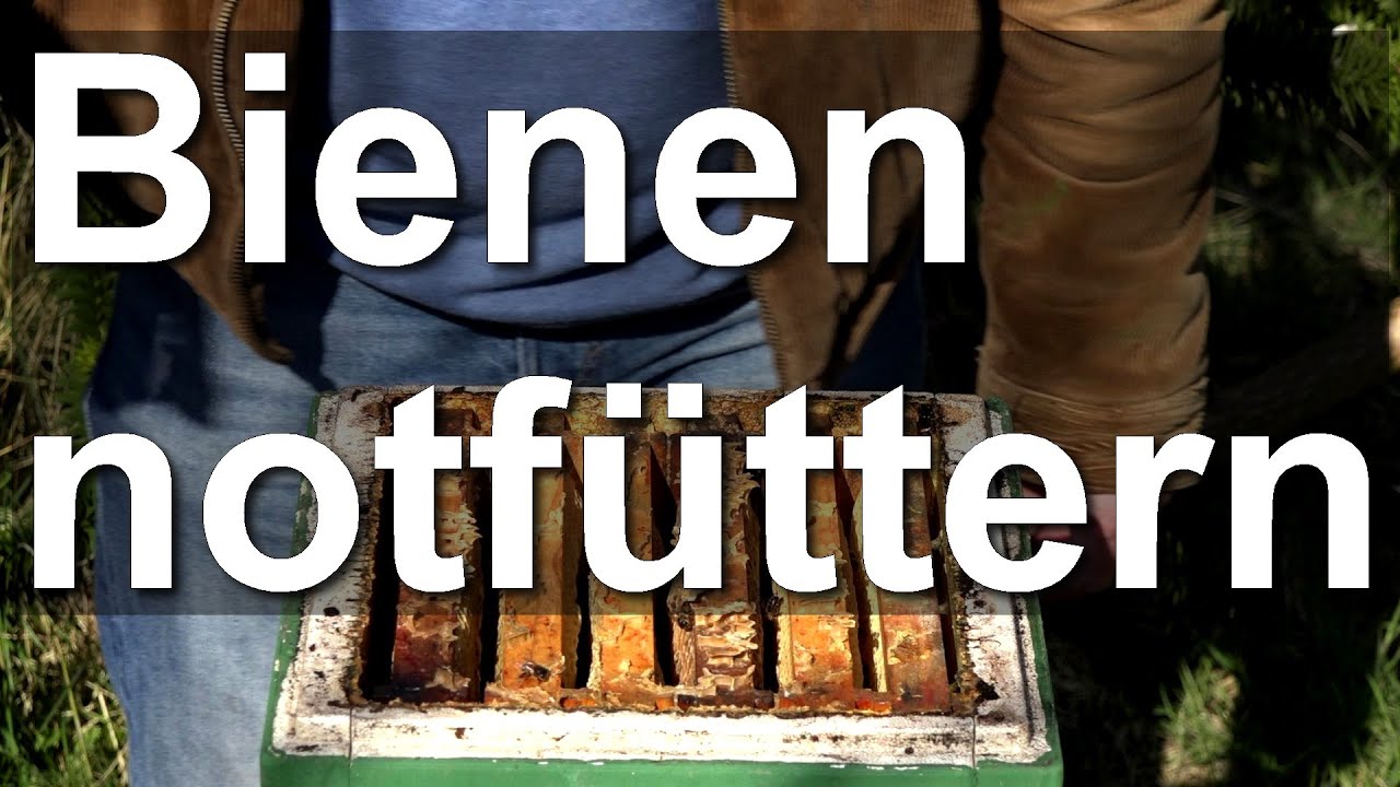 Bienen im März: Notfütterung Mini Plus - Dunkle Biene mit Futterwaben nachfüttern