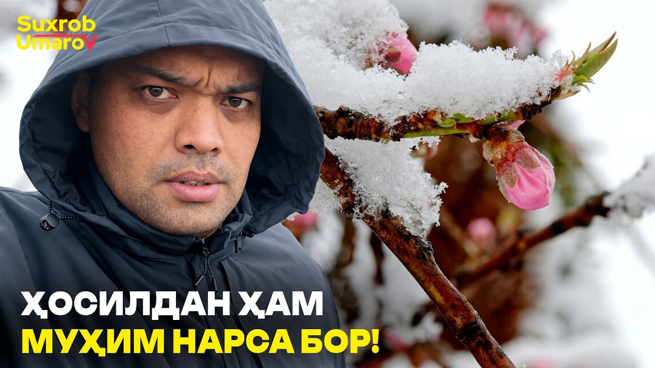 Hosildan ham muhim narsa bor! Daraxtlarni himoya qiling!