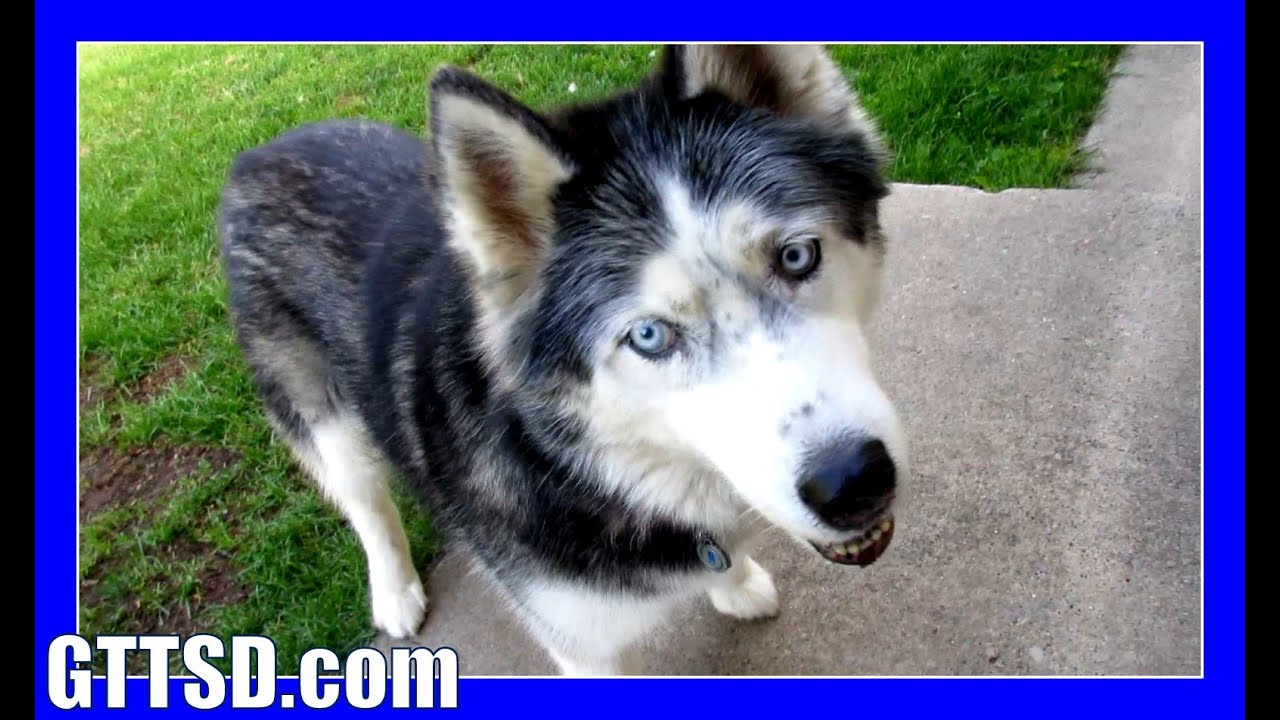 HUSKIES NEVER STOP SHEDDING | Fan Friday 209