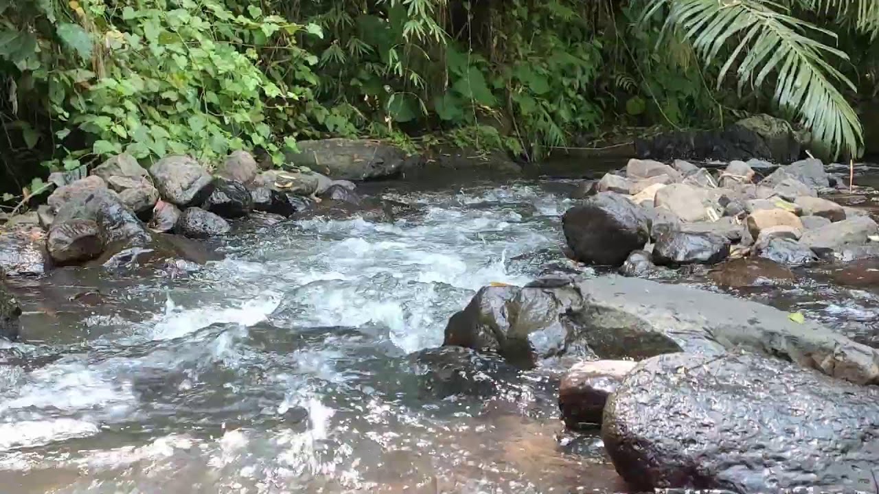 Relaxing River Sound for Study & Focus -  Forest Stream Ambience