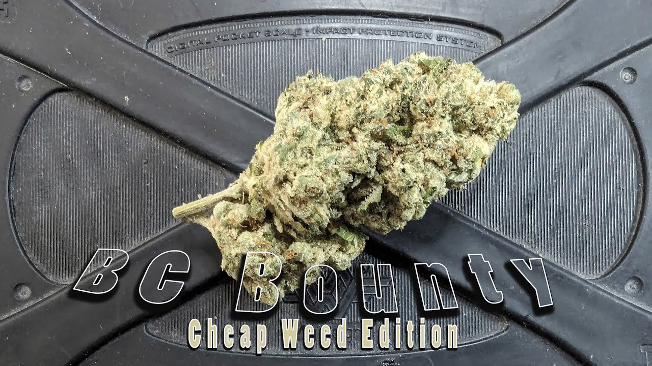 BC Bounty Strain - Cheap Weed Review - Is it Worth it