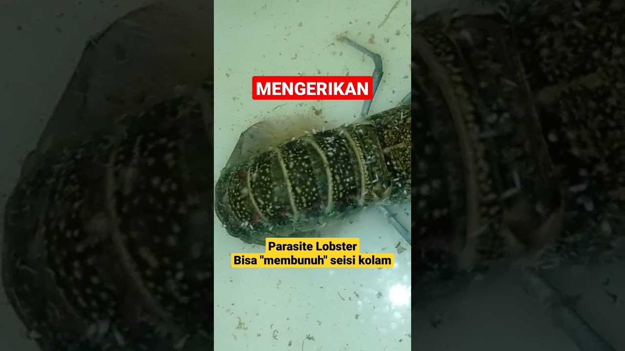 Budidaya Lobster Air Tawar, Parasite Lobster #shorts #budidaya #lobsterairtawar