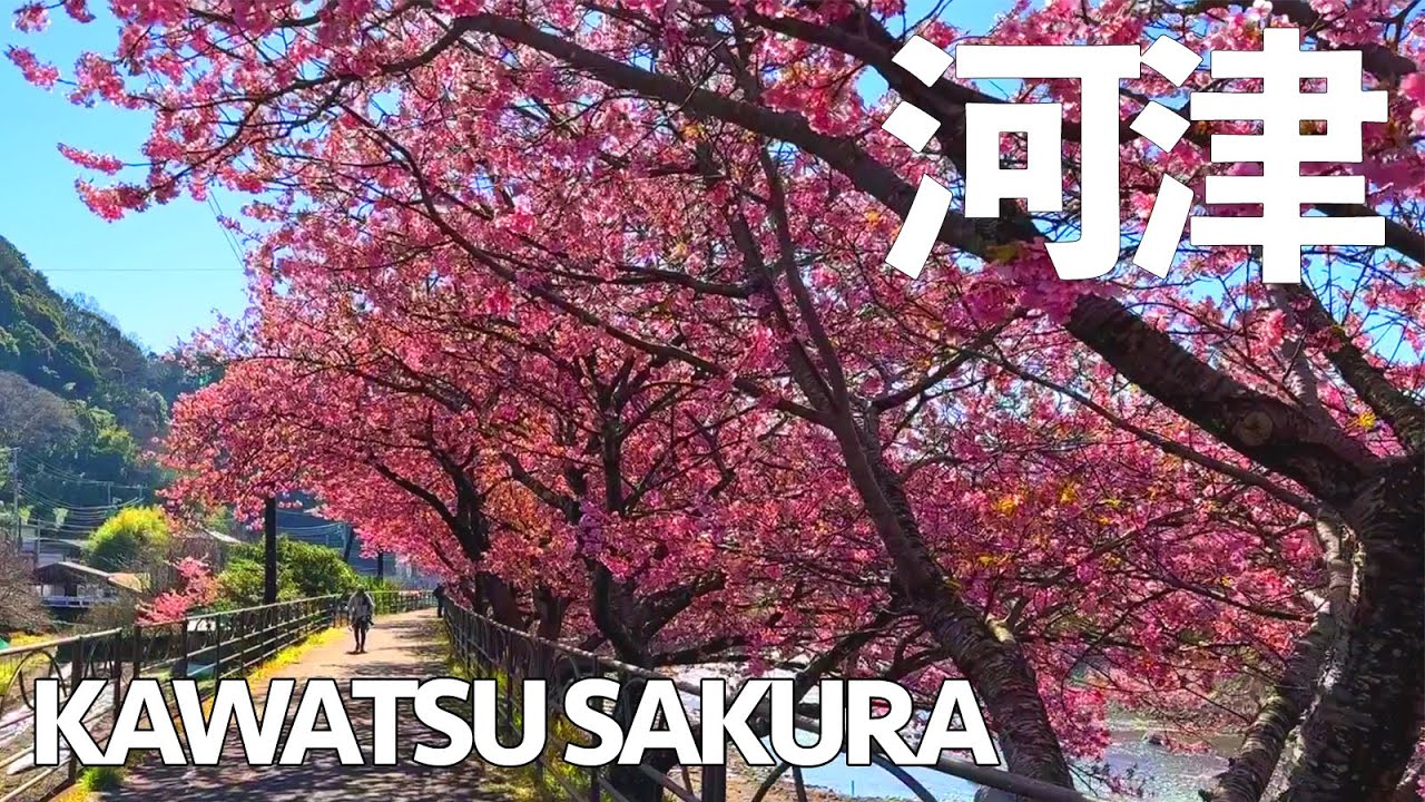 Kawatsu Sakuara - Wabisabi Japan Walks
