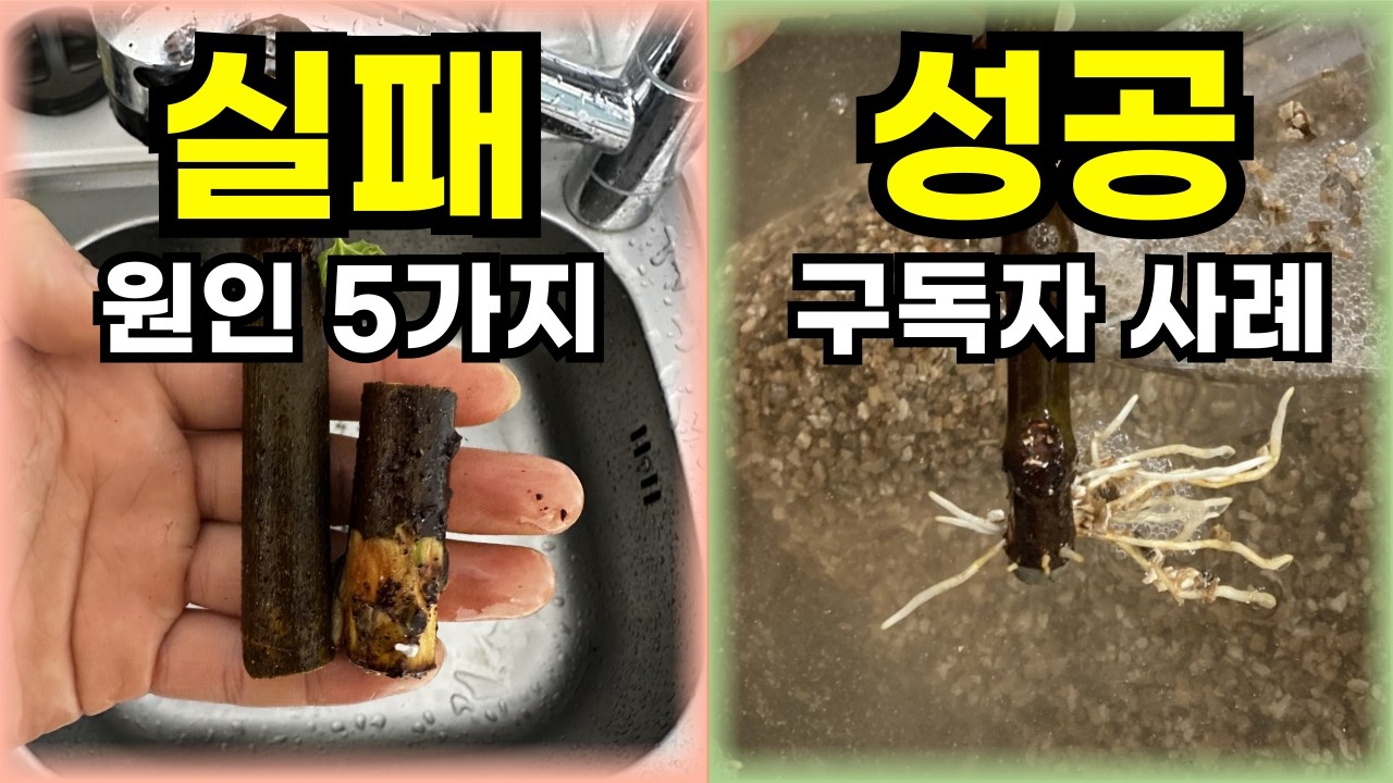 삽목이 실패하는 이유 5가지와 삽목 관련 Q&A