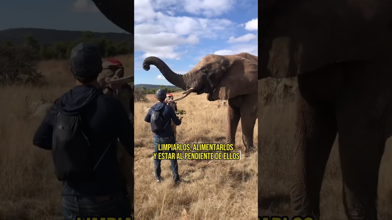 VOLUNTARIADO CON ELEFANTES EN AFRICA 🌍🐘‼️ #elefantes #voluntariado #voluntario #Africa #shorts