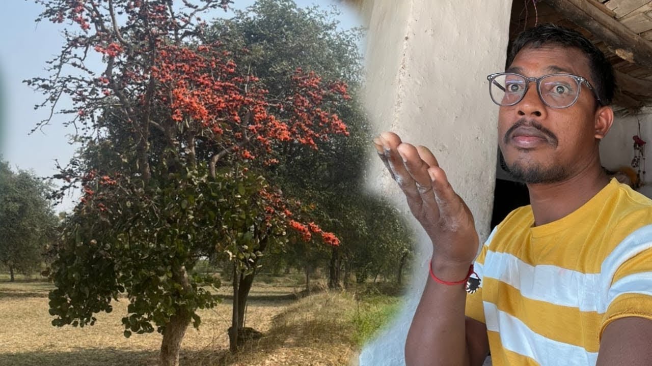 ये पेड़ के फूल के रंग बनायेंगे होली में इस बार 💁💁💕💕🥰🥰👌👌✌️🥰