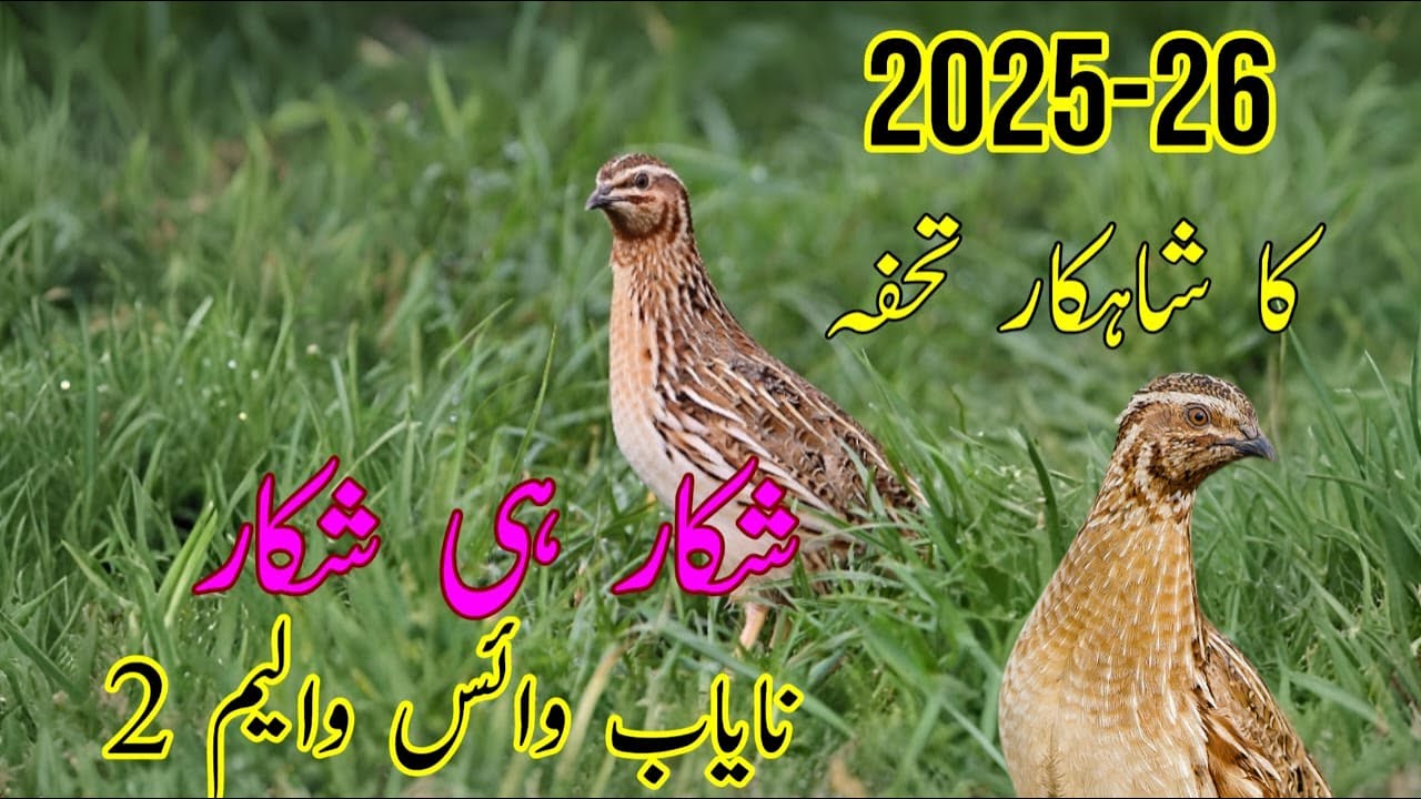 Morning Quail Call  2025  صوت السمان واضح للصيد Batair Ki Awaz     بٹیر کا شکار ⁨ @harfemutabar