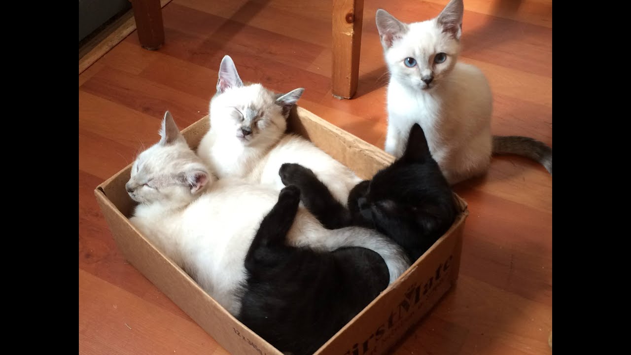 The Adorable 7 Foster Kittens - Last Vlog
