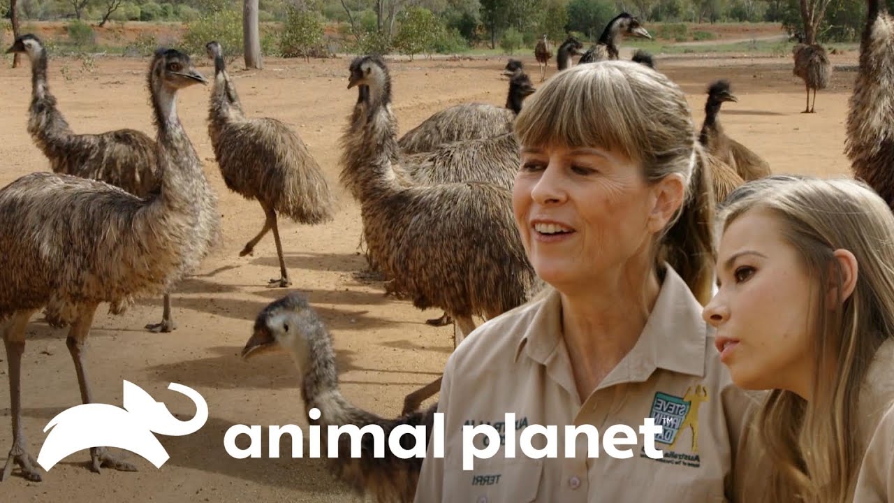 Liberación de emú desencadena un caos en la manada | Los Irwin | Animal Planet