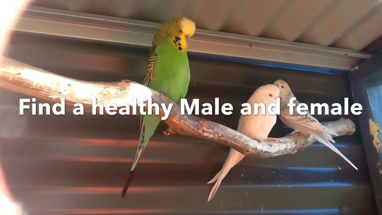 How To Breed English Budgies (The Right Way)