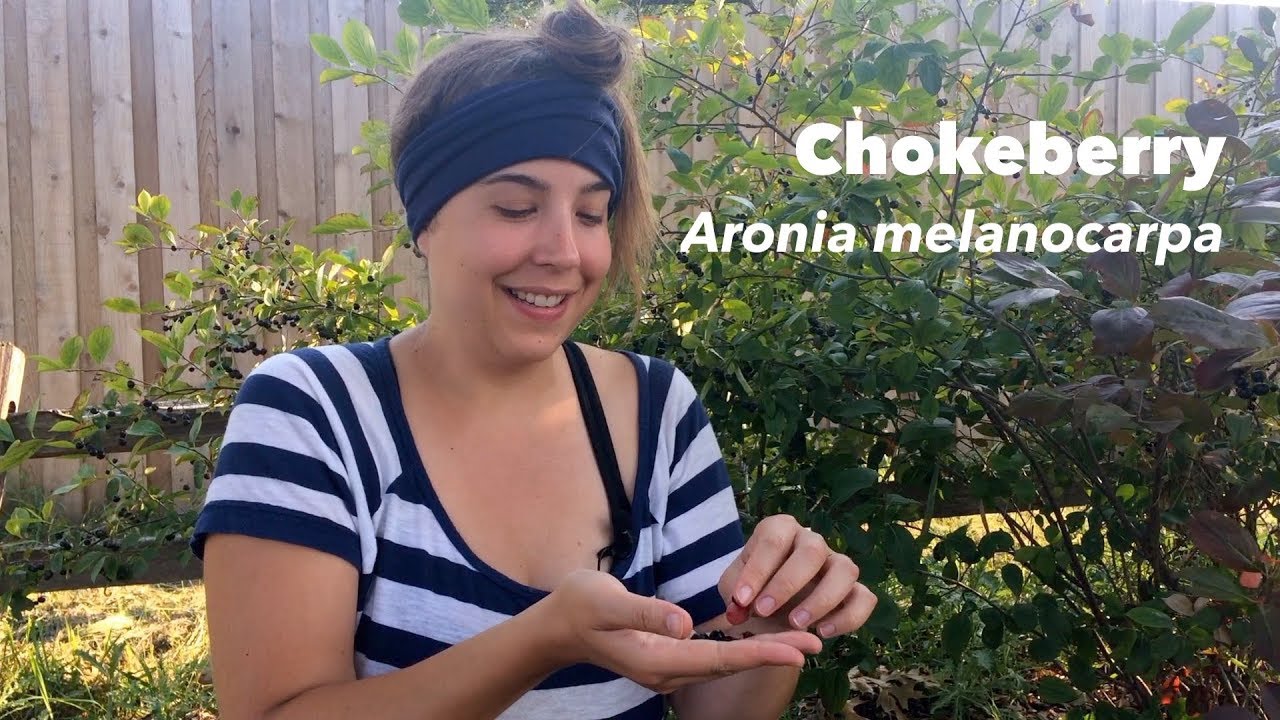 Chokeberry