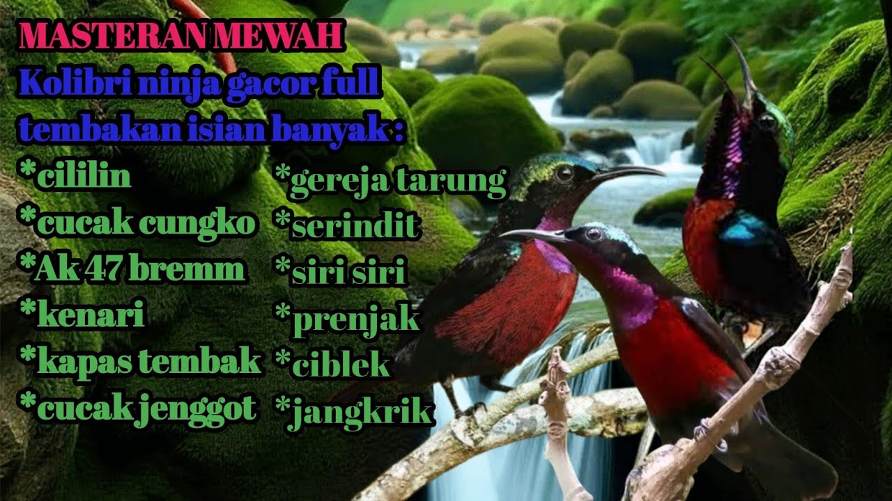 Masteran Kolibri ninja full tembakan isian se kebon cocok buat pancingan burung kicau mania