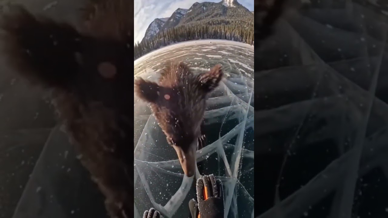 Bear Cub Breaks Through Ice &mdash; Rescue Team Races Against Time #wildliferescue #bearcub