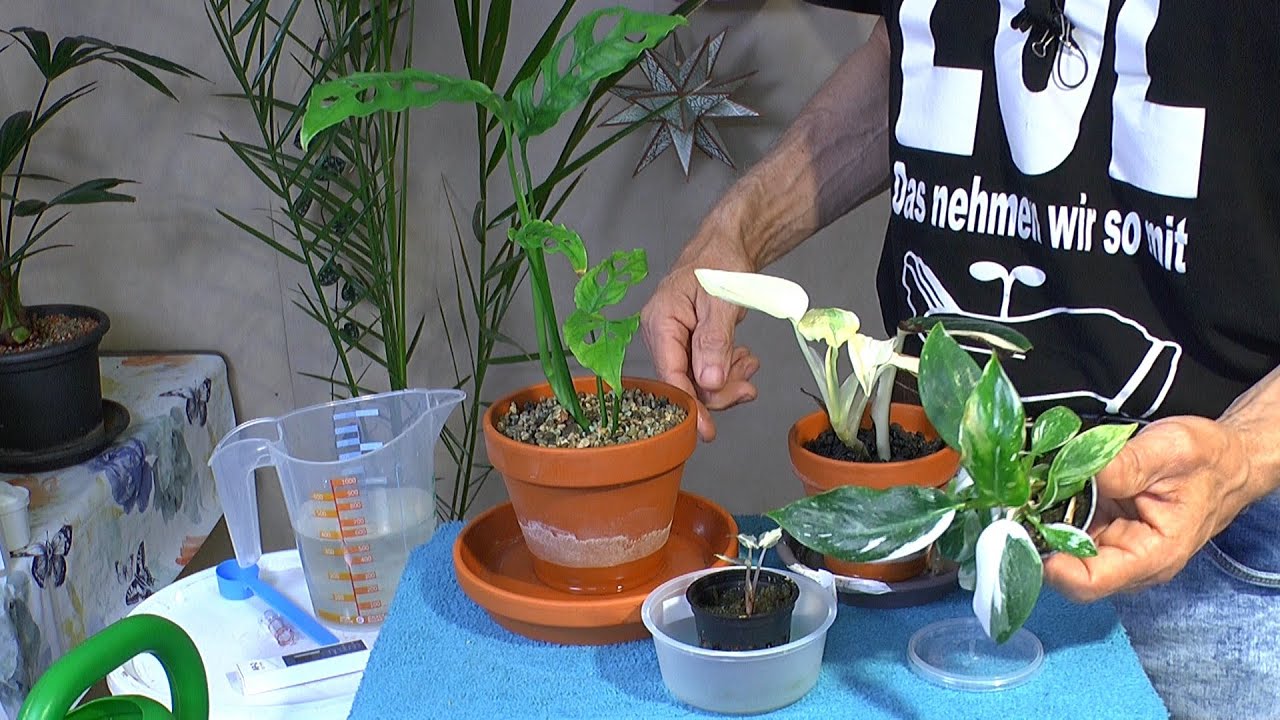 Kleine Pflanzen Versorgen Einpflanzen Babyplants