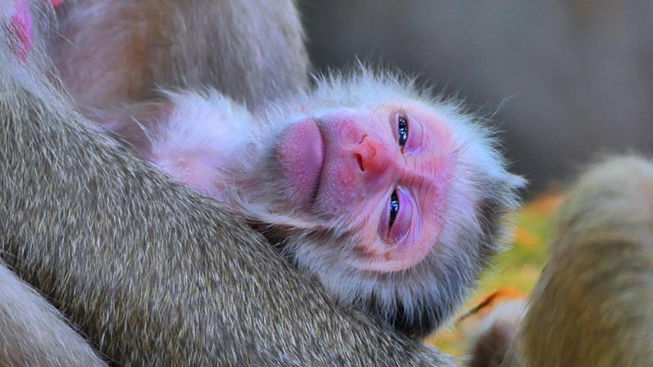 Congrats! Monkey LIBBY just gave birth to a newborn baby on 06 March 2026, | MSSRMedai