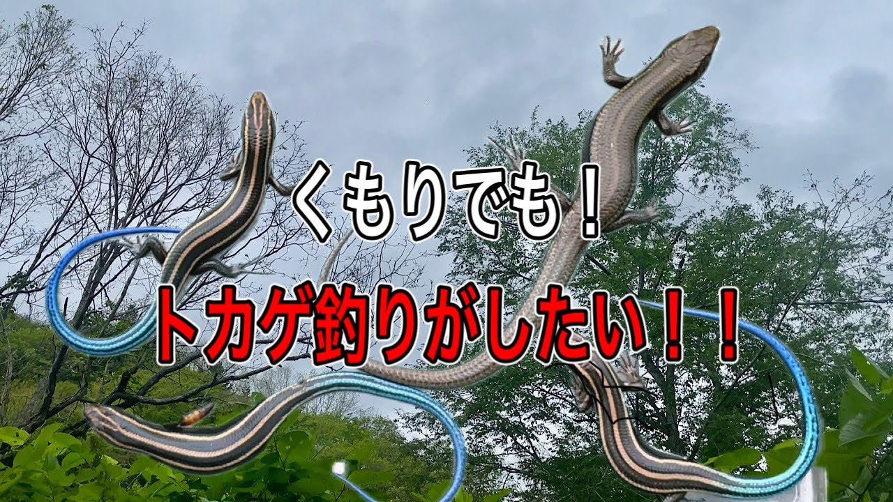 曇りの日にもトカゲ釣り