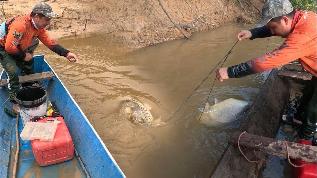 No pensamos que existiera una cachama así de grande,  pesca de cachamas de 20 kilos