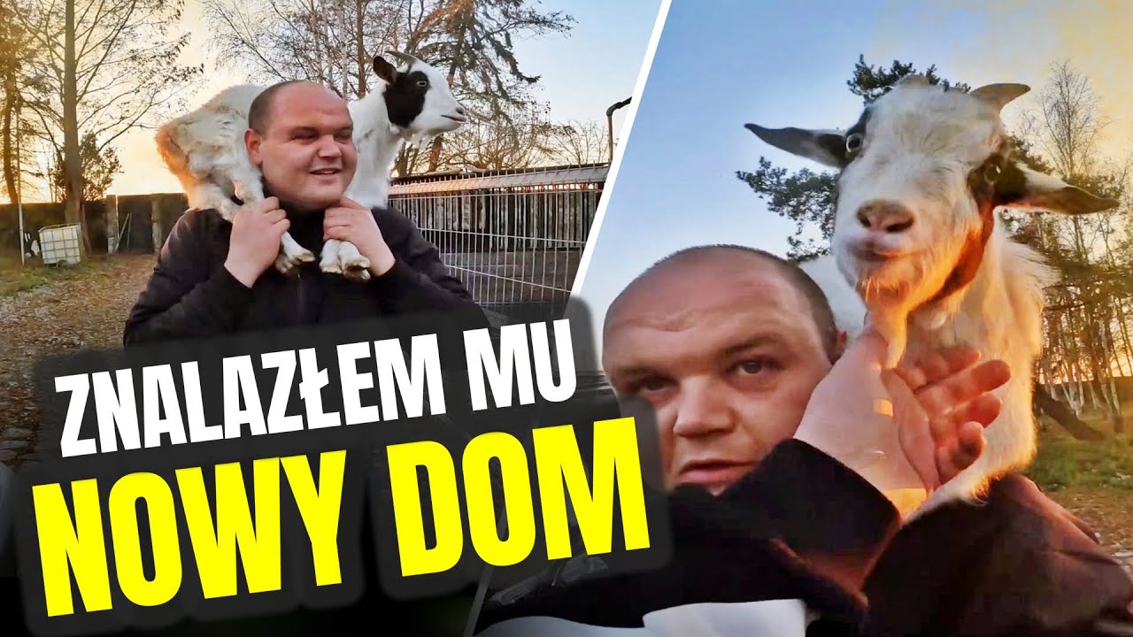🦙 KOZIOŁEK DYZIO W NOWYM DOMU 🦙 gospodarz w tarapatach ! MOJE MINI ZOO / odc. 786