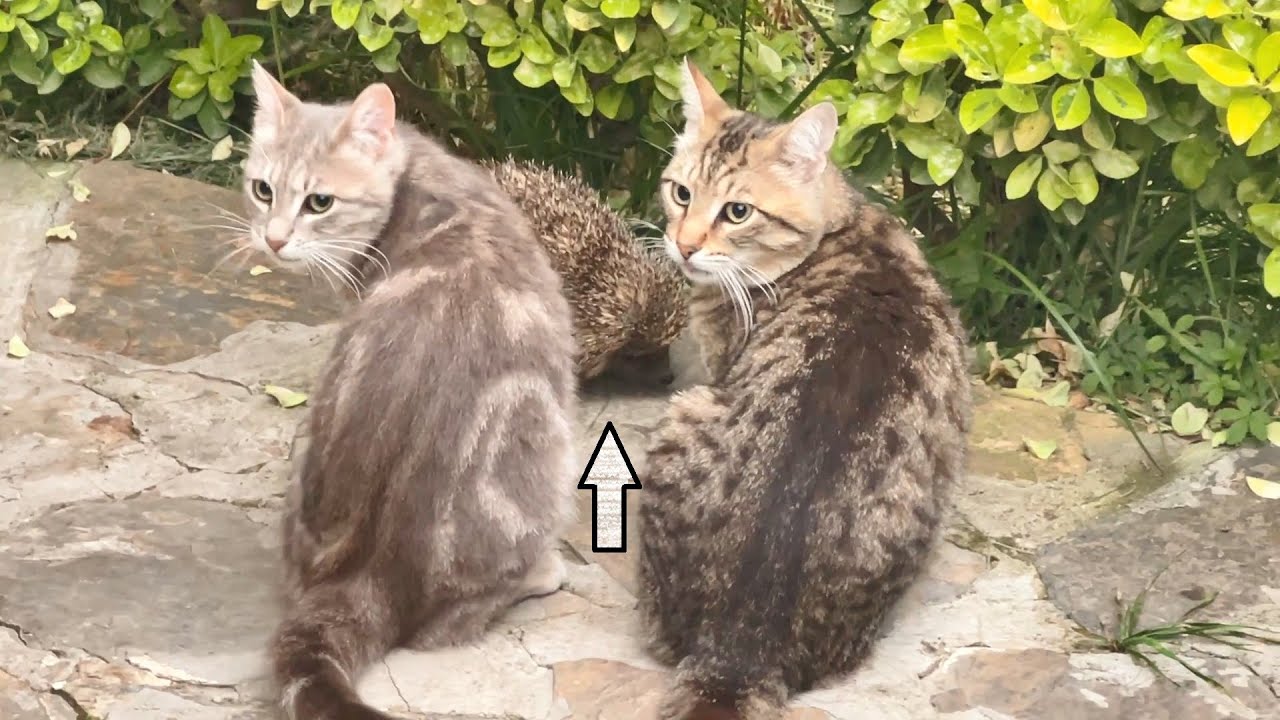 The Return of the Hedgehogs to the Cat Garden