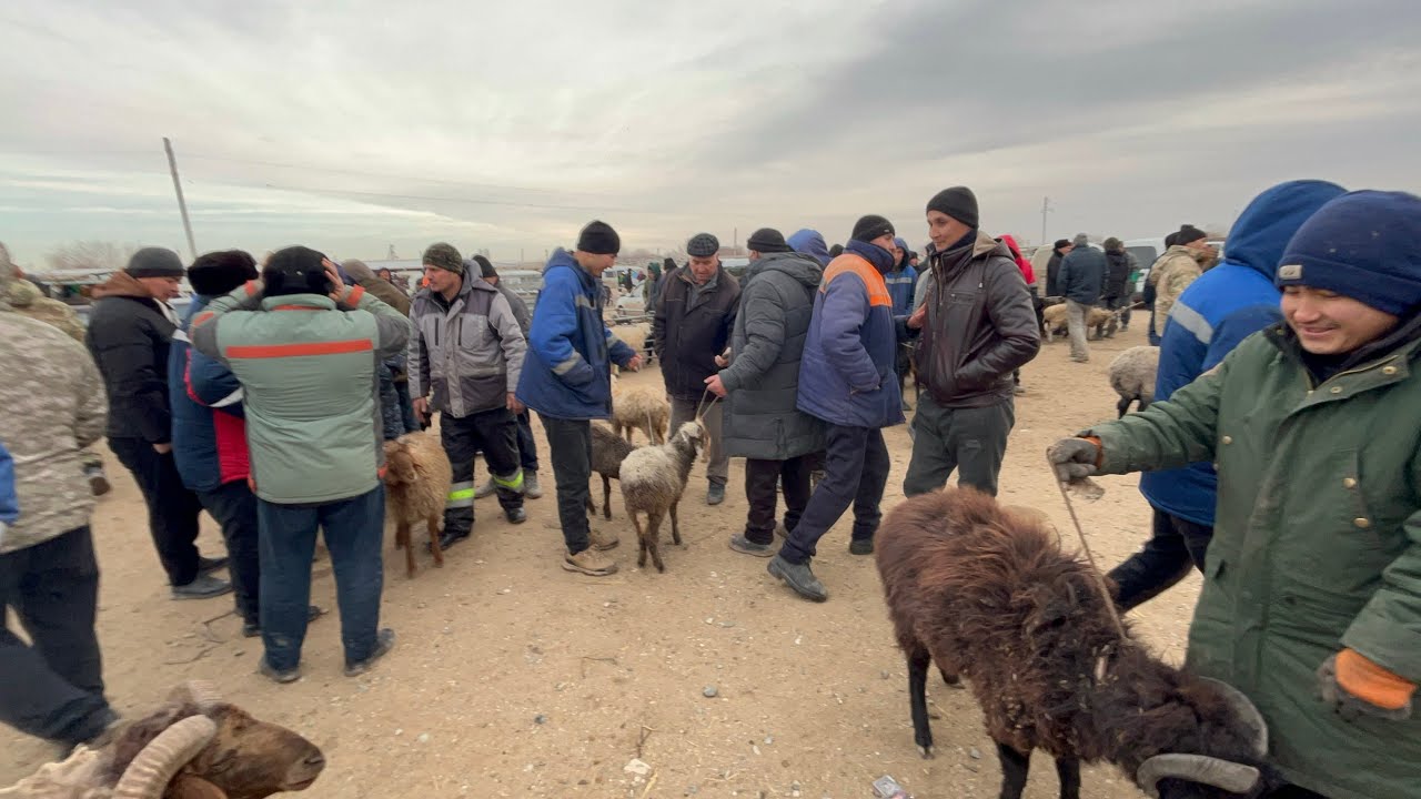 АБАЙ ЭМКАДУС КУЙ БОЗОР НАРХЛАР 