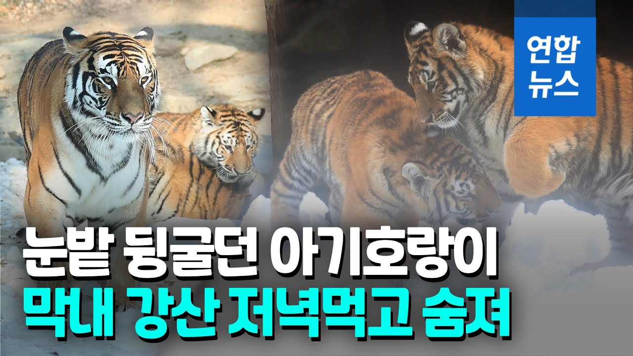 '5남매 호랑이' 막내 숨져…쇠고기 먹고 기도폐쇄 / 연합뉴스 (Yonhapnews)