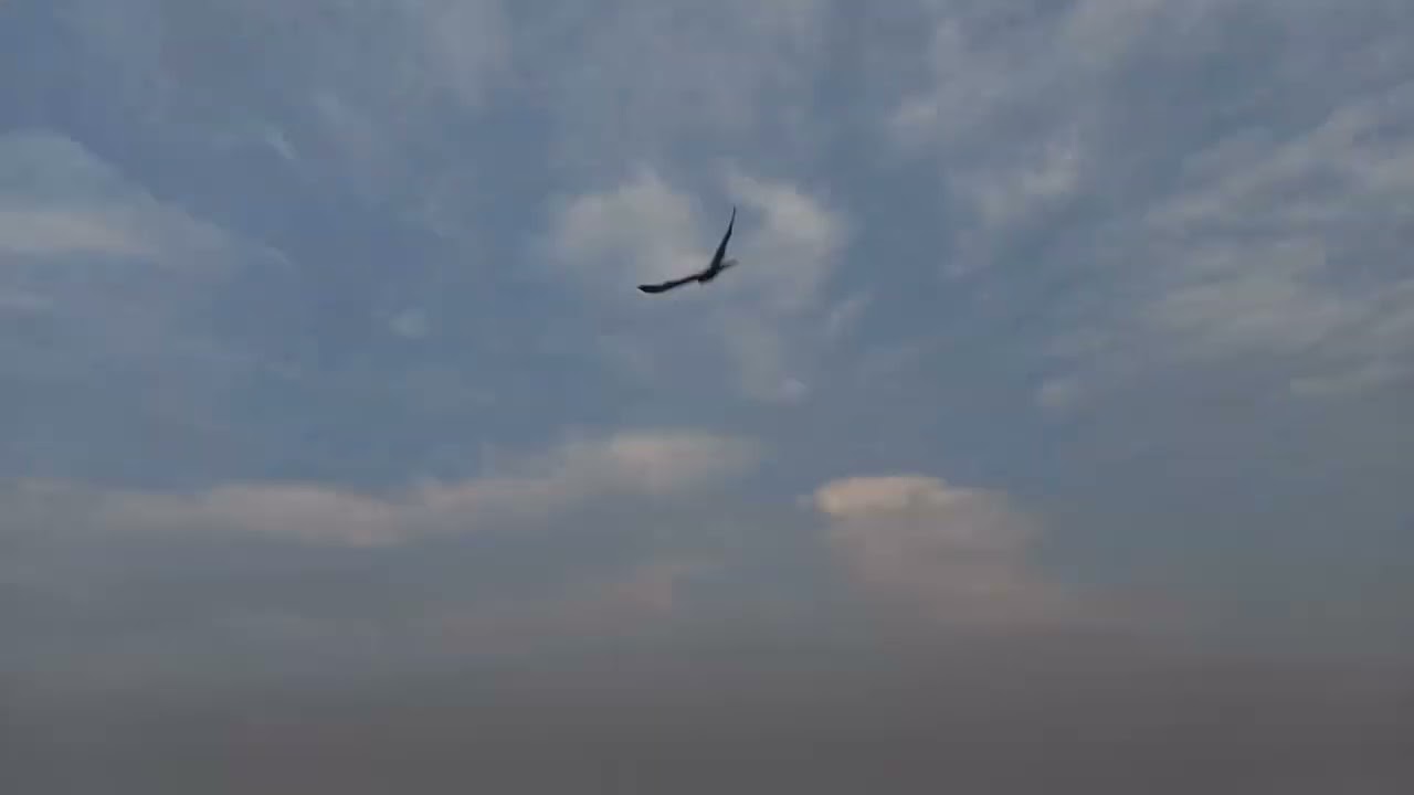 Wild black shoulder kite distract my lugger falcon during luring at Memon goth lush green field 