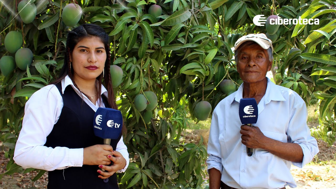 Producción y comercialización del mango en Piura | Ciberoteca