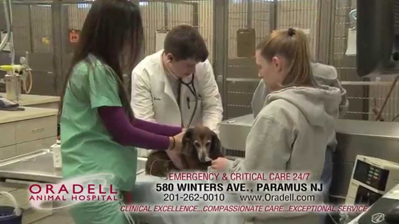 Oradell Animal Hospital 24 hours