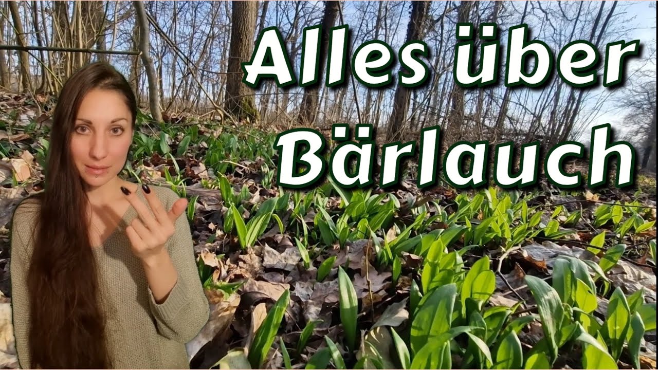 Bärlauch: Merkmale, finden & sammeln, giftige Doppelgänger, Zubereitung, Inhaltsstoffe & Heilwirkung